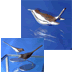 (4)